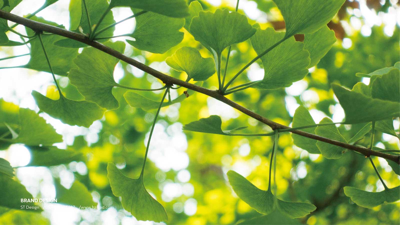 設(shè)計一套企業(yè)vi要多少錢？