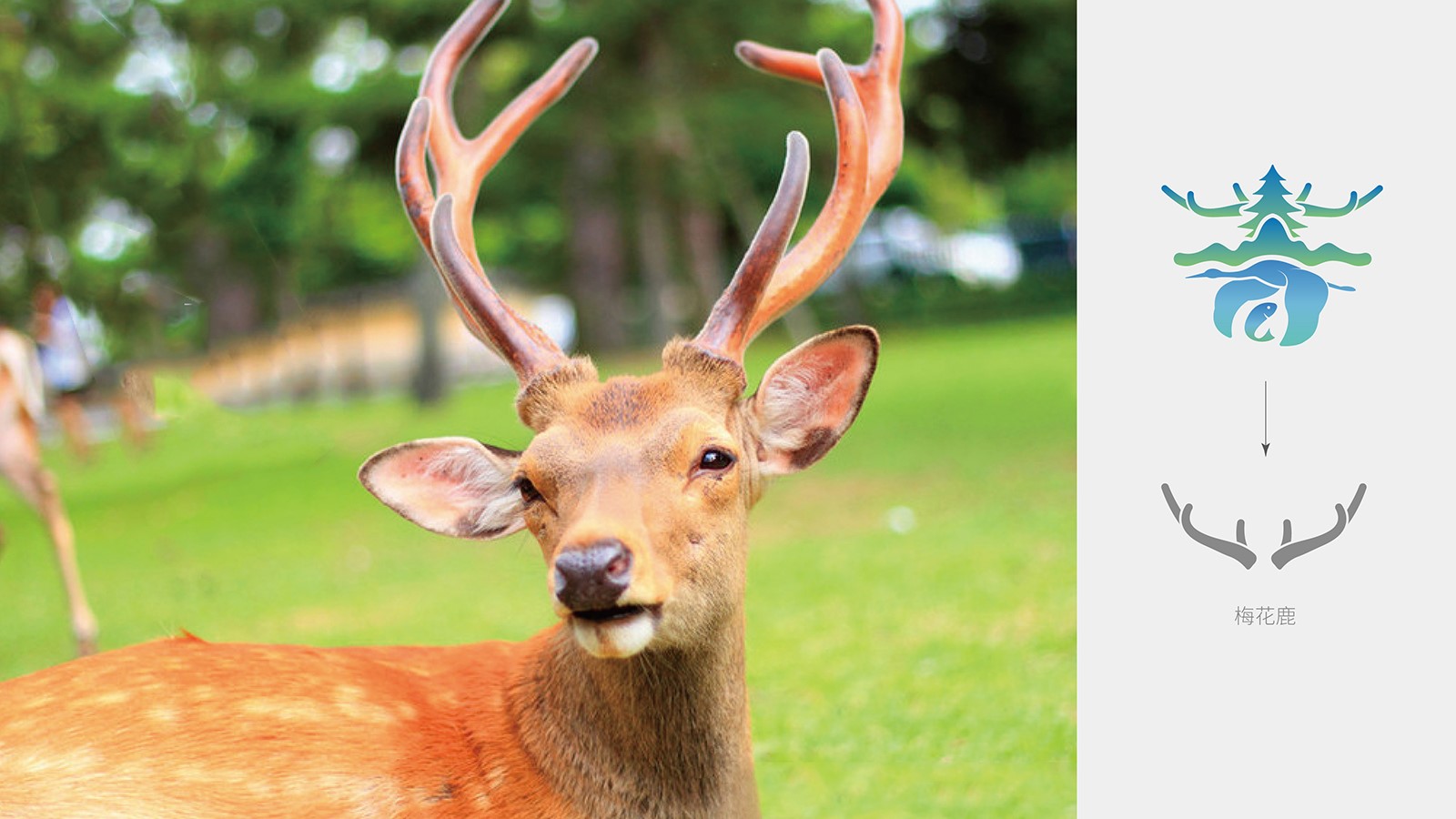 企業(yè)整套vi設(shè)計(jì)價(jià)格值不值？