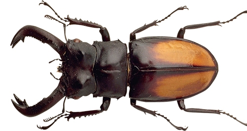 莫斯科昆蟲“或葡萄酒”品牌包裝設(shè)計，不過看起來有點(diǎn)恐怖