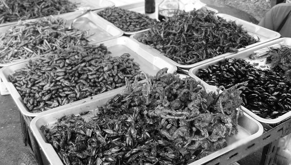 莫斯科昆蟲“或葡萄酒”品牌包裝設(shè)計，不過看起來有點(diǎn)恐怖